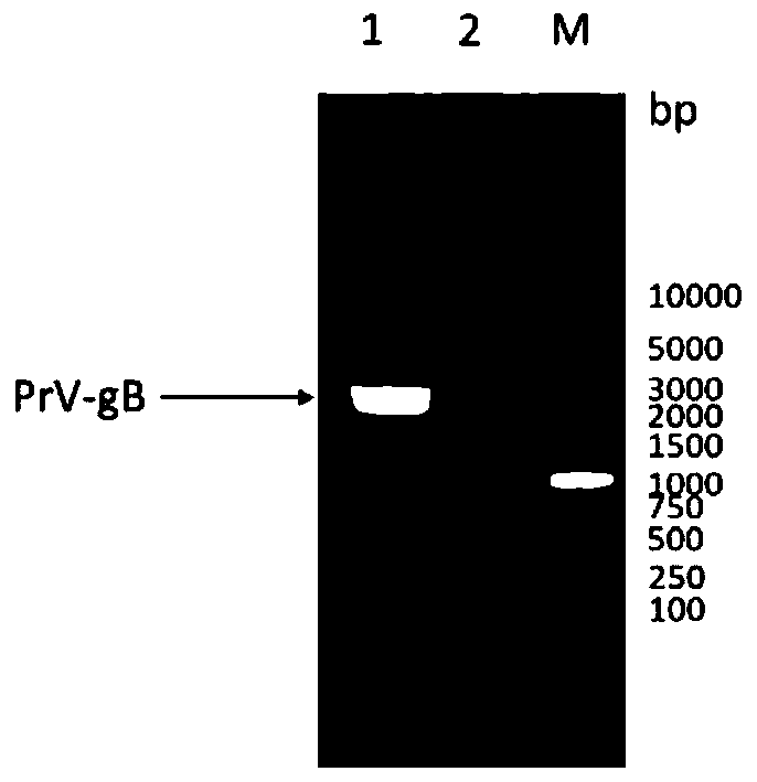 Preparation method and application of porcine pseudorabies virus subunit vaccine