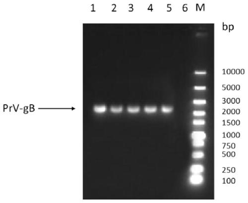 Preparation method and application of porcine pseudorabies virus subunit vaccine