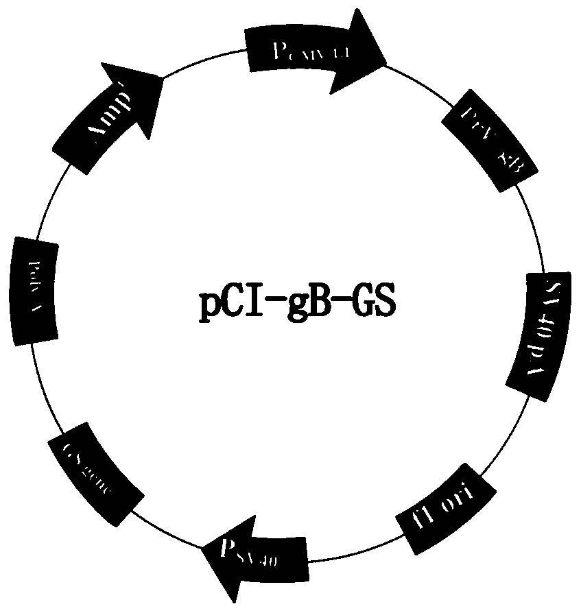 Preparation method and application of porcine pseudorabies virus subunit vaccine