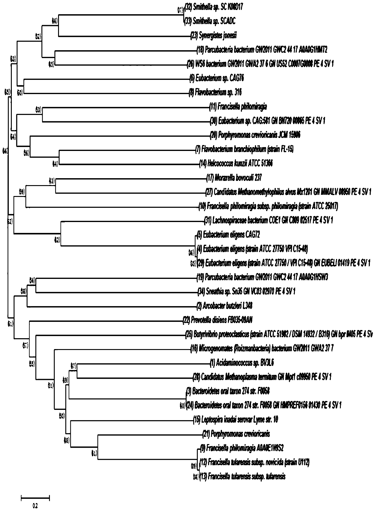 CRISPR/Cas12a gene editing system and application thereof