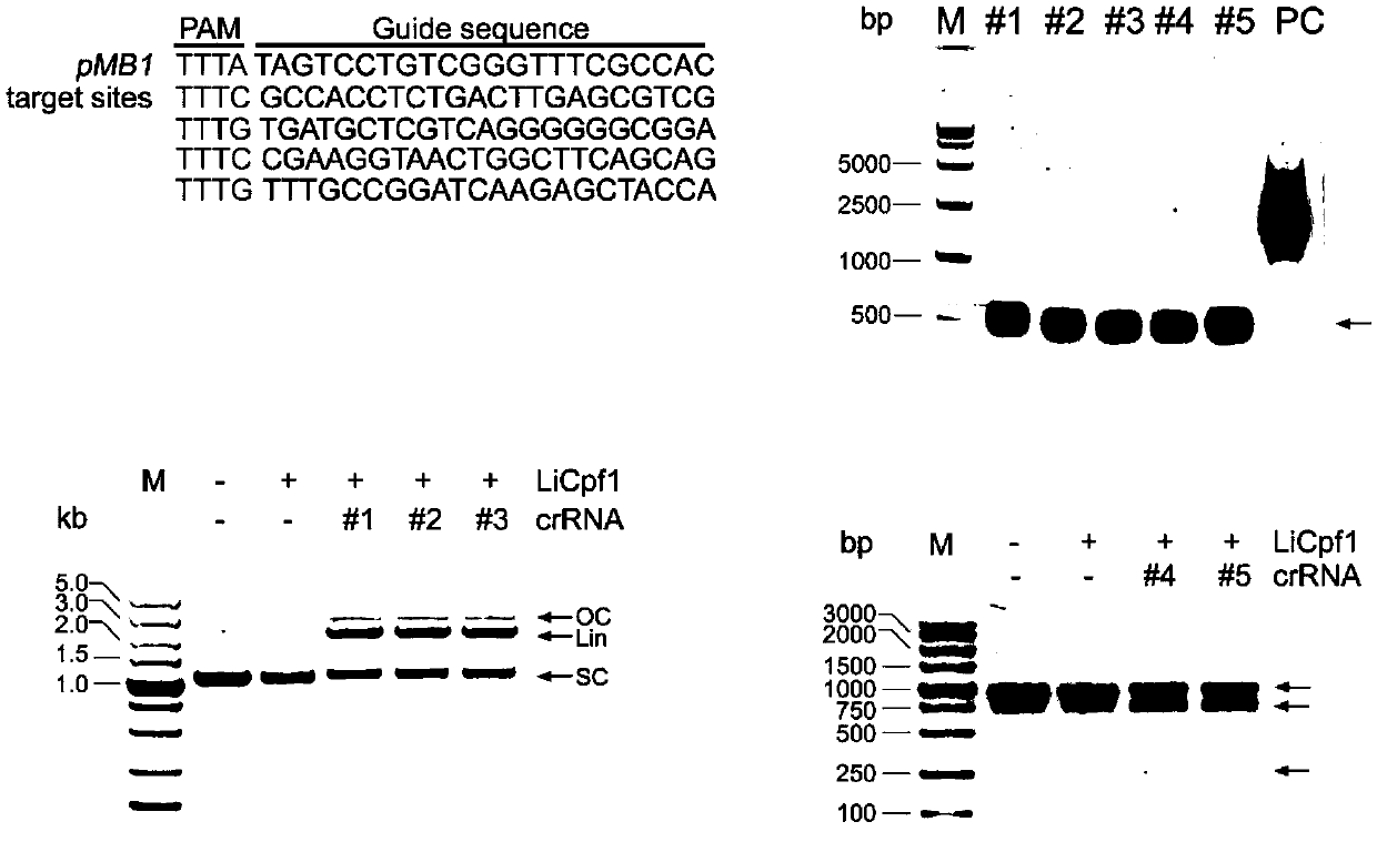 CRISPR/Cas12a gene editing system and application thereof