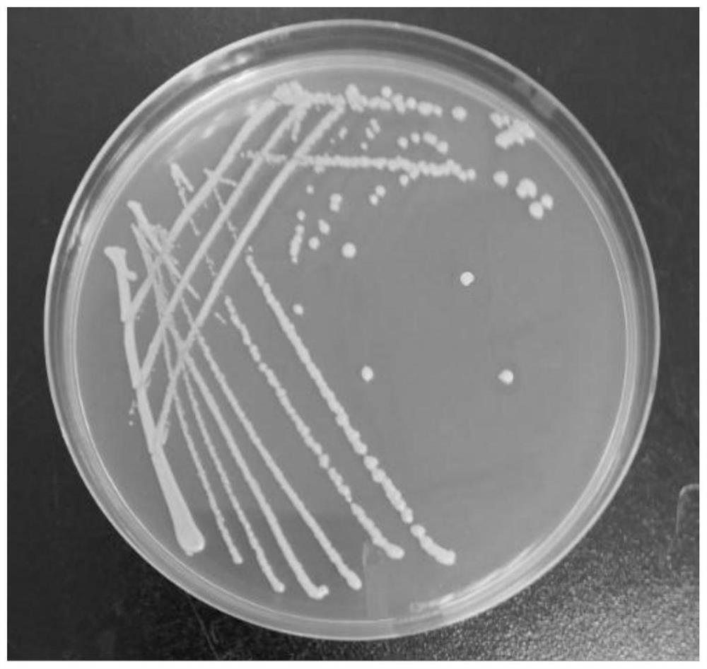 A strain of Lactobacillus casei that can alleviate osteoporosis and its application