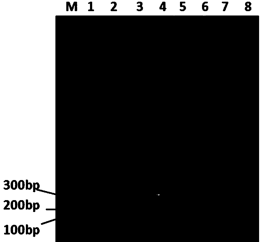 PCR (polymerase chain reaction) amplification primer for fast detecting mannheimia haemolytica and application thereof