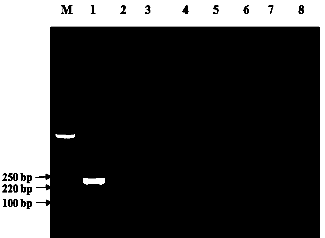 PCR (polymerase chain reaction) amplification primer for fast detecting mannheimia haemolytica and application thereof