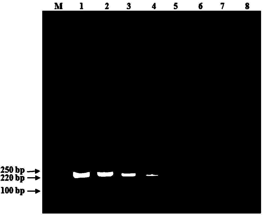 PCR (polymerase chain reaction) amplification primer for fast detecting mannheimia haemolytica and application thereof