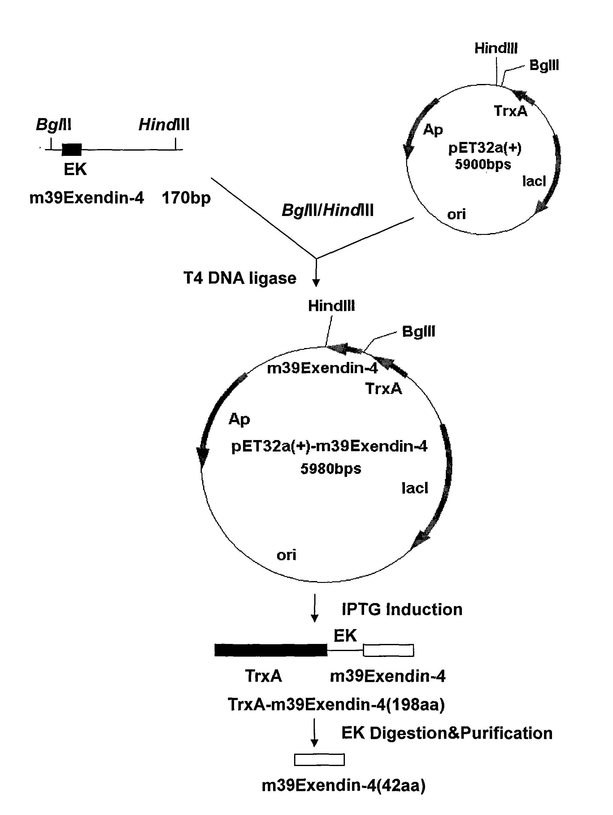 Recombination preparation method and application of Exendin-4 derivative