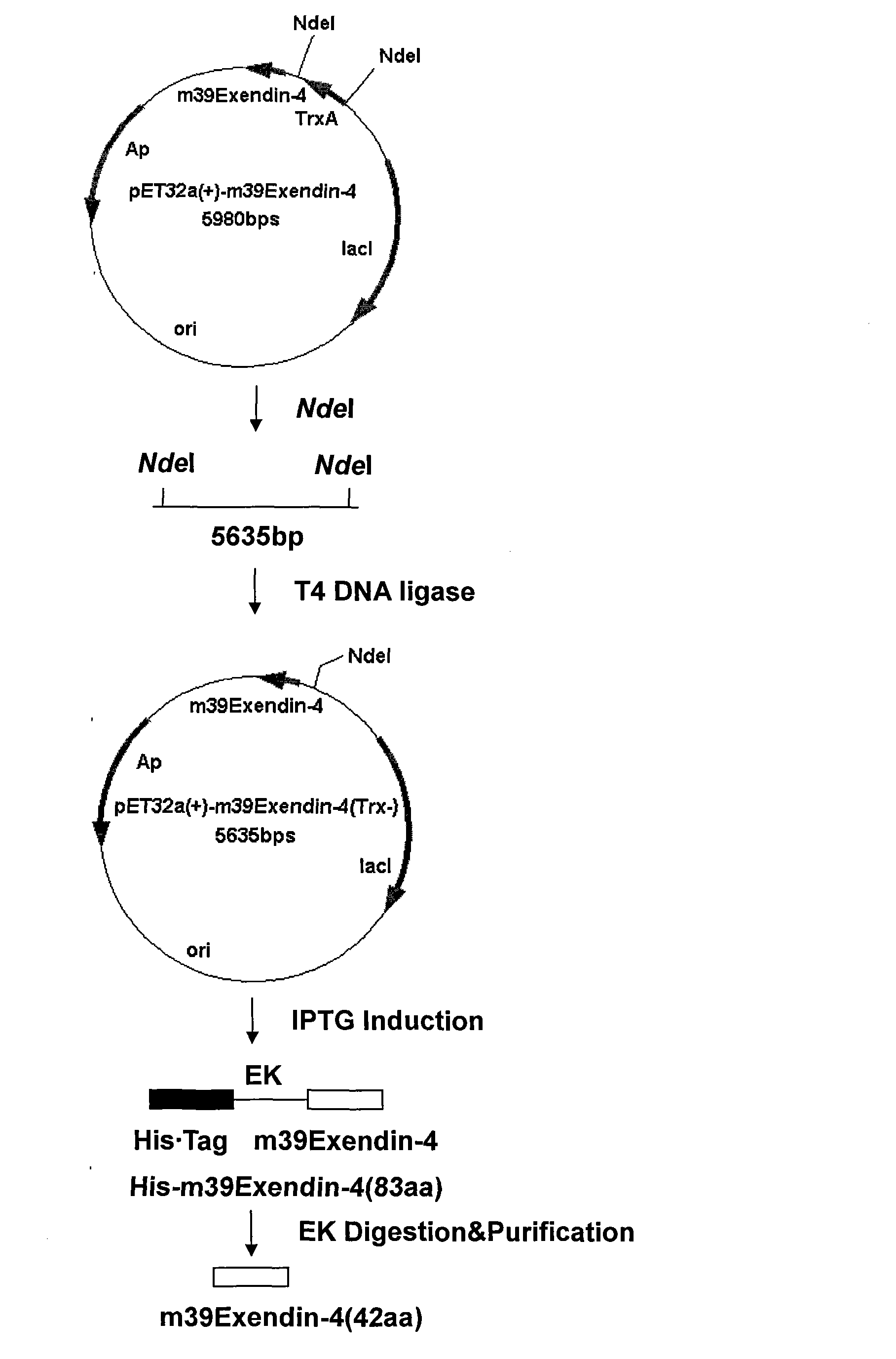 Recombination preparation method and application of Exendin-4 derivative