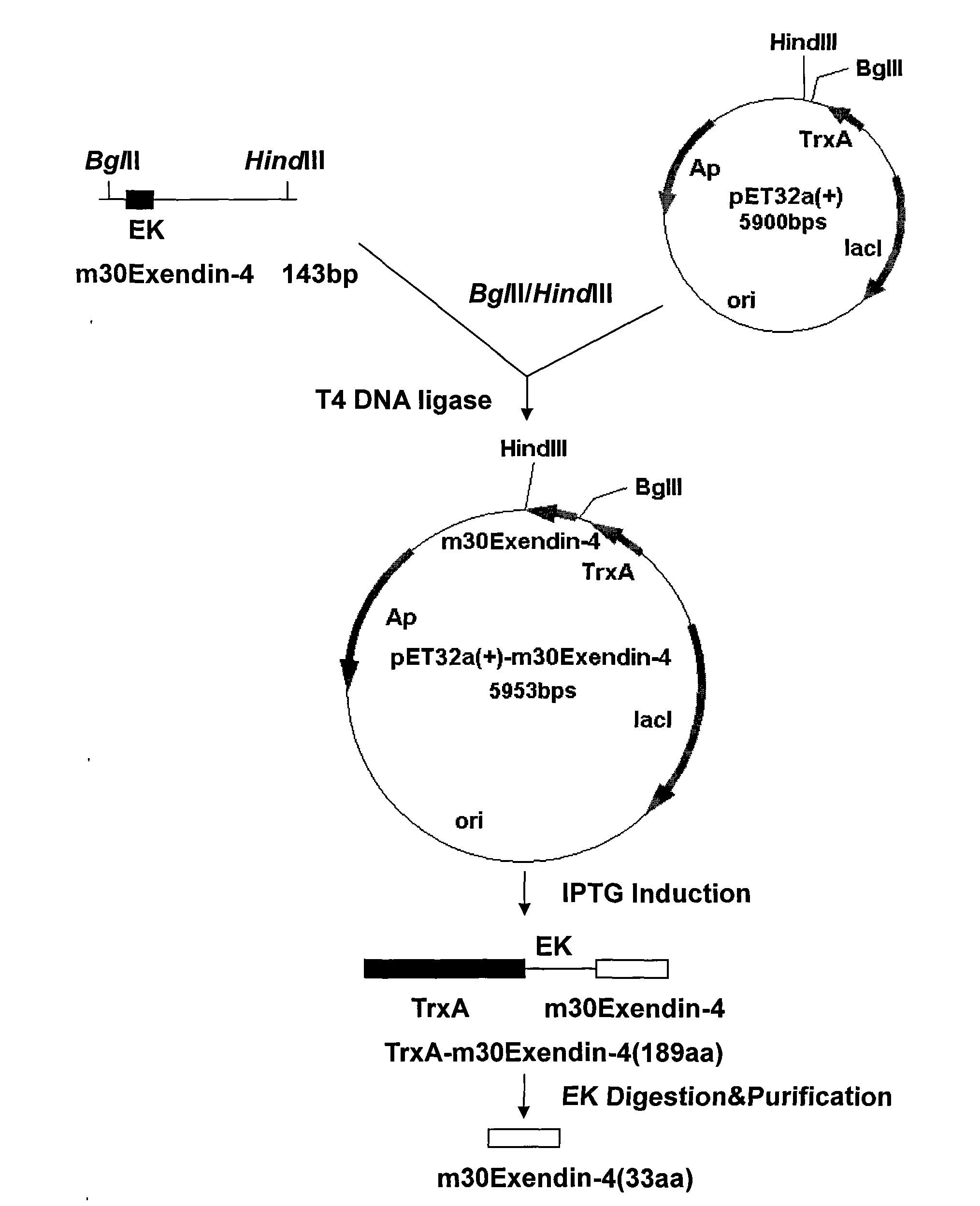 Recombination preparation method and application of Exendin-4 derivative