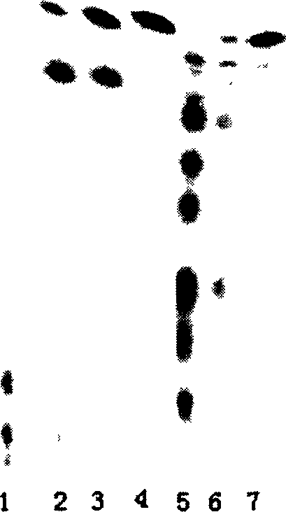 Ginsenoside Compound-K preparing method