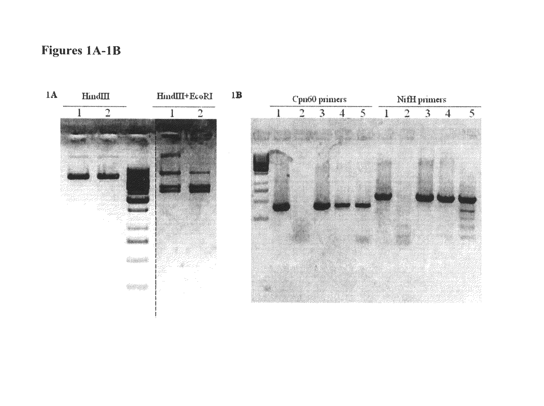 Transformation of gram positive bacteria by sonoporation