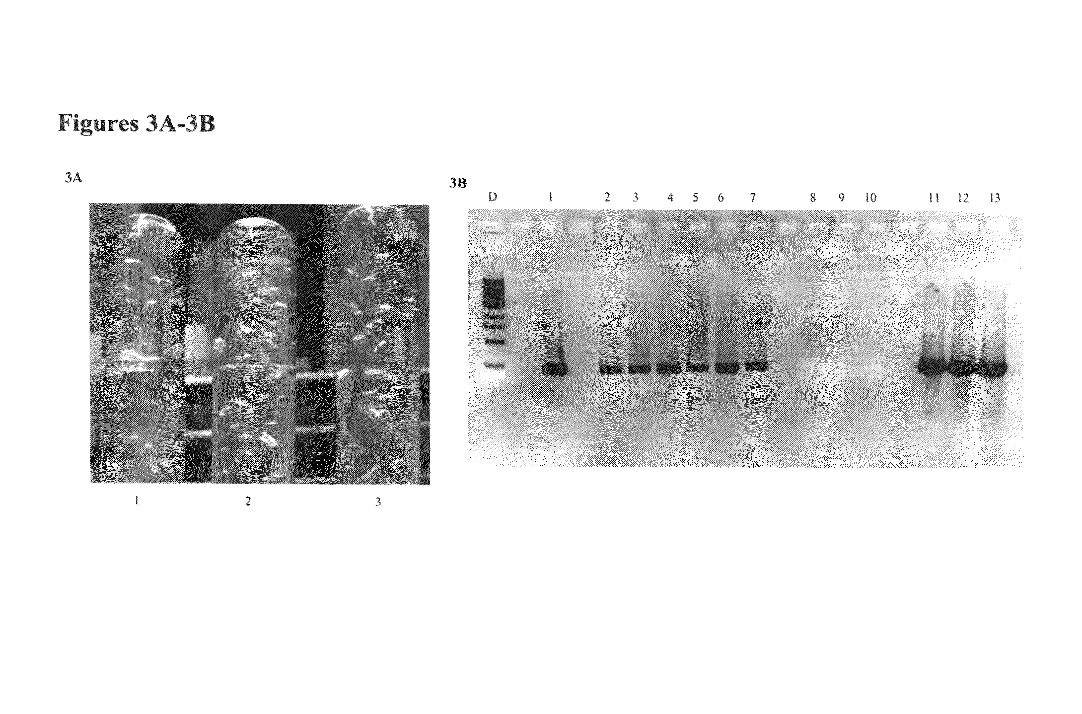 Transformation of gram positive bacteria by sonoporation