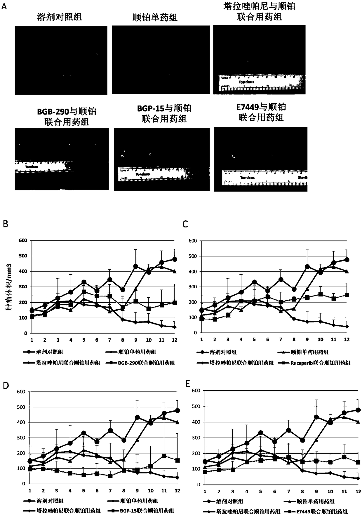 Use of Talazoparib in preparation of drugs for treating or preventing diseases related with hepatitis virus