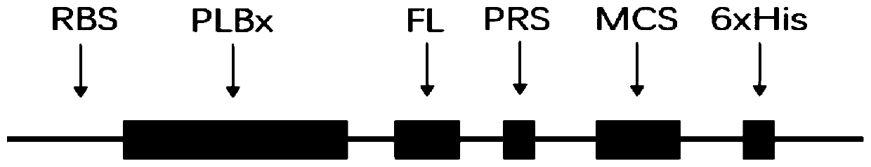 Application of PLB protein in construction of fusion protein expression vector with chaperonin-like protein effect