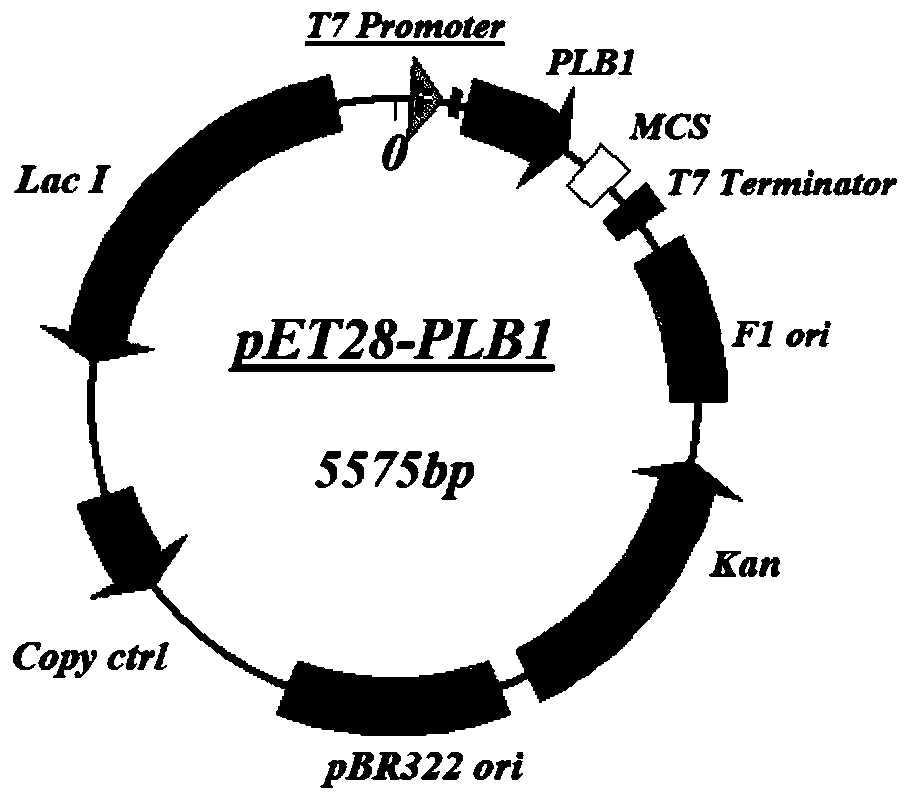 Application of PLB protein in construction of fusion protein expression vector with chaperonin-like protein effect