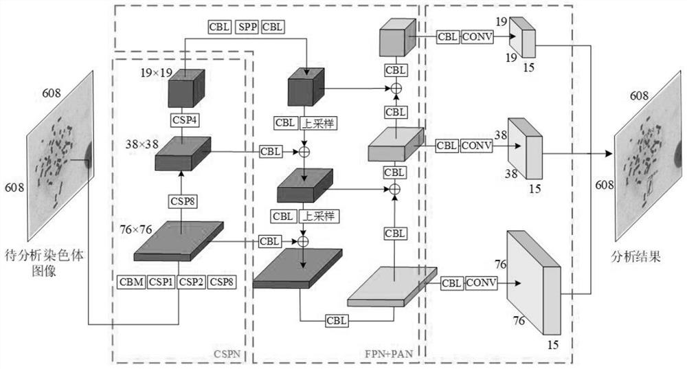 Double centromere distorted chromosome analysis and prediction method based on multi-scale fusion method