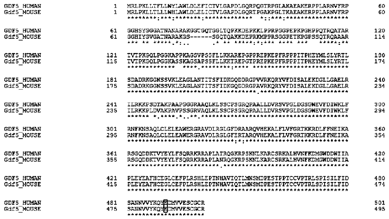 sgRNA guide sequence of specific targeting mouse Gdf5 gene and application thereof