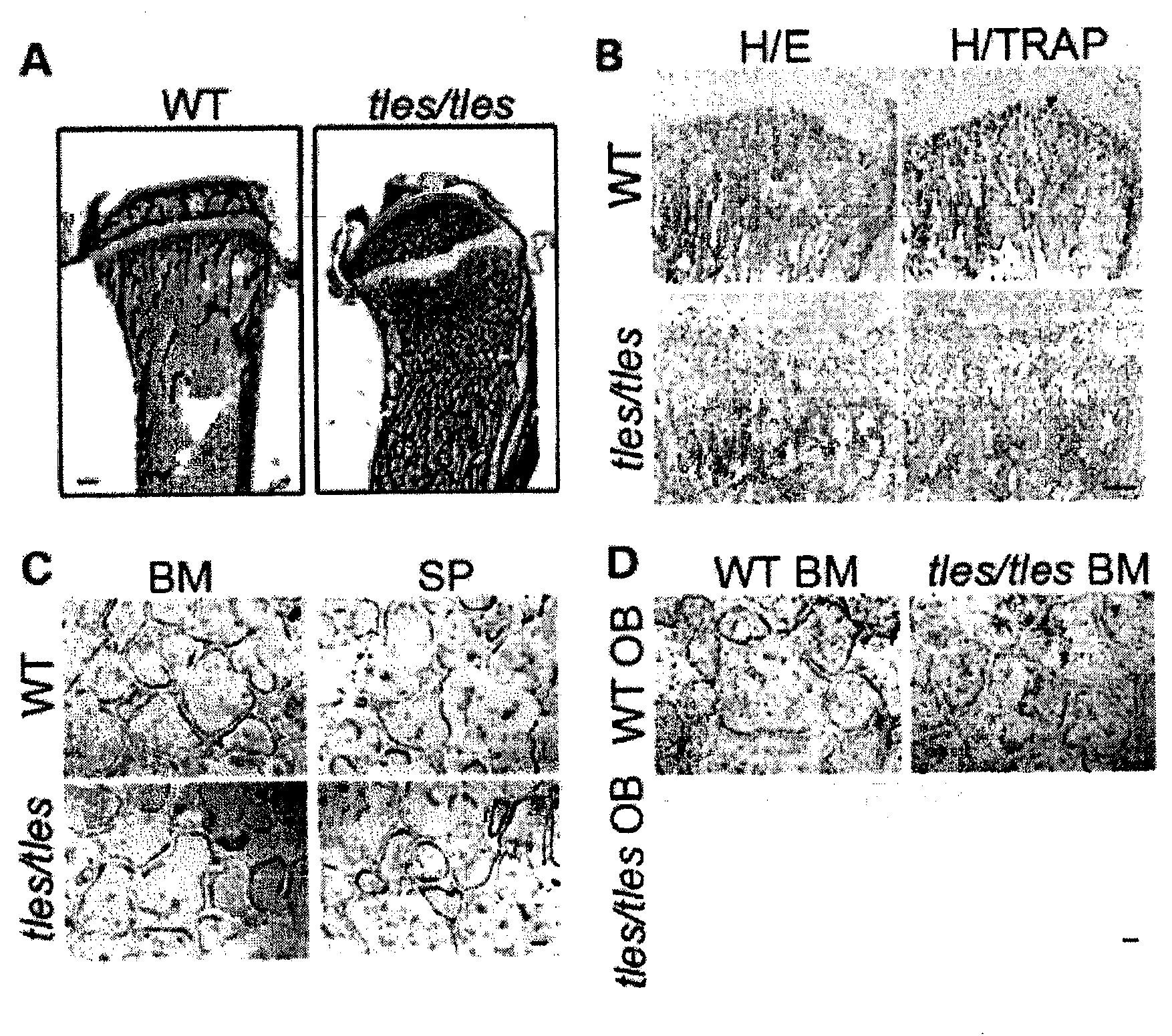 TNF superfamily trimerization inhibitors