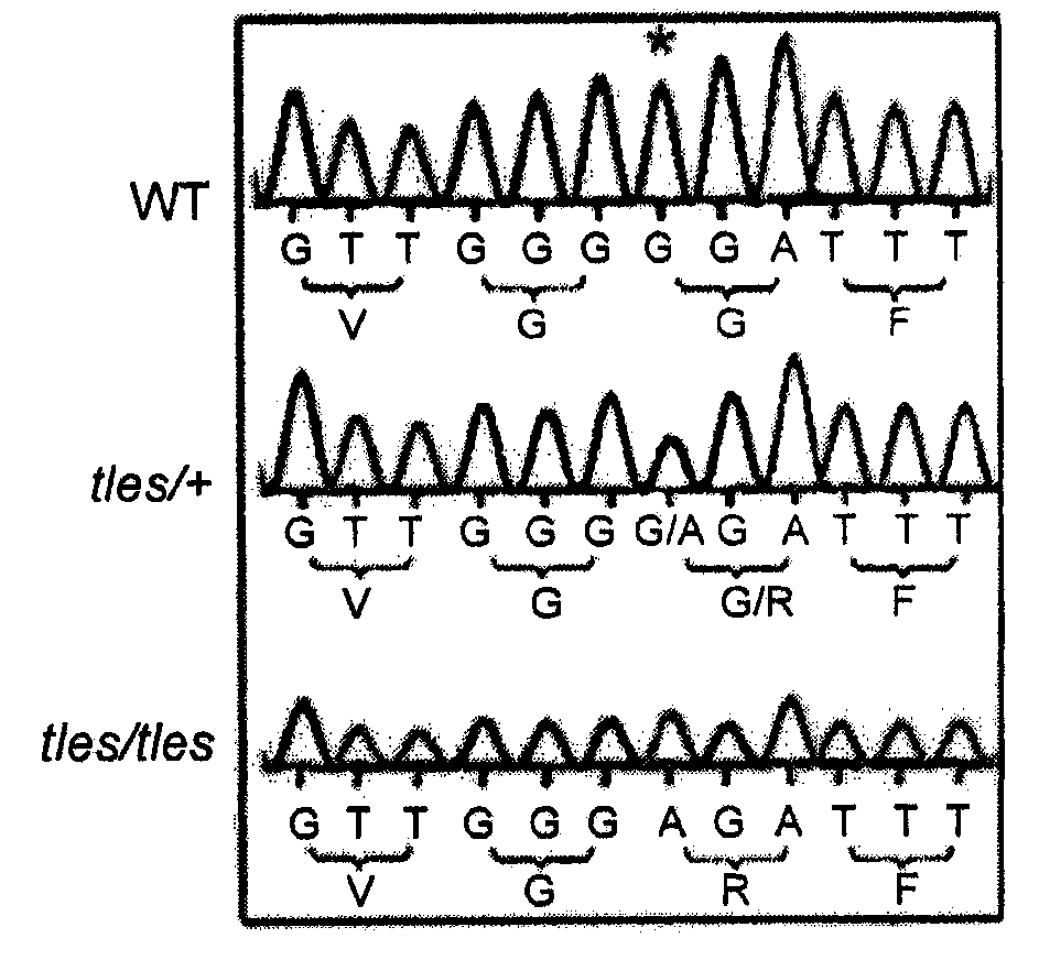 TNF superfamily trimerization inhibitors