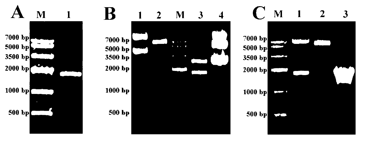 Method for restraining mesenchymal stem cells from differentiating into fat cells