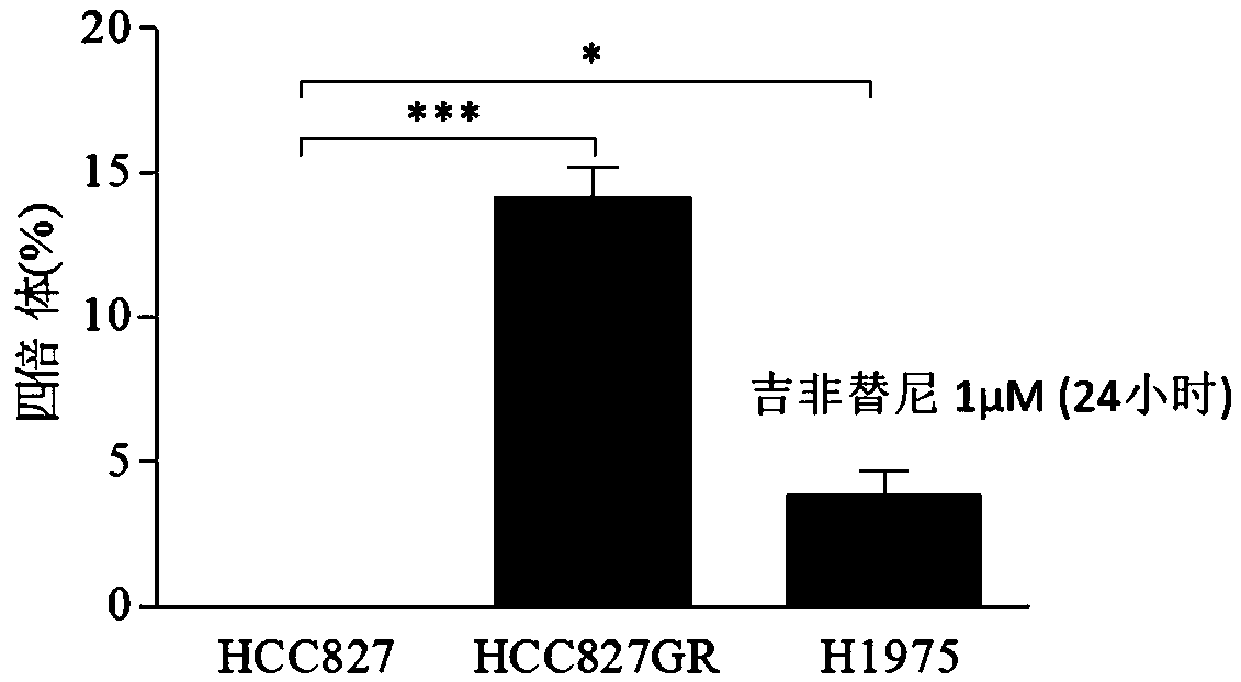 Application of losmapimod in non-small cell lung cancer