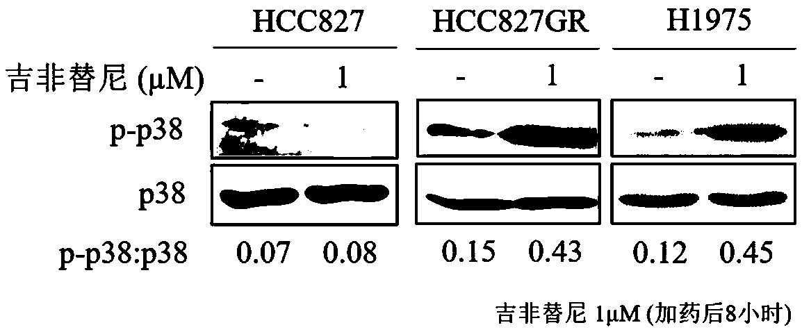 Application of losmapimod in non-small cell lung cancer