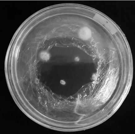 A kind of separation and purification of Rhododendron erinaceus mycorrhizal fungus strain dps-a and its inoculation application method