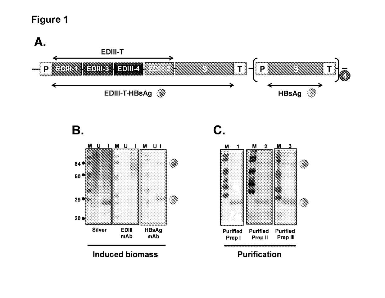 Tetravalent dengue vaccine