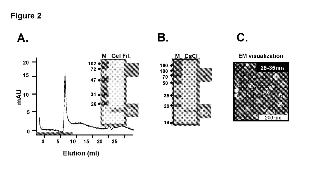 Tetravalent dengue vaccine