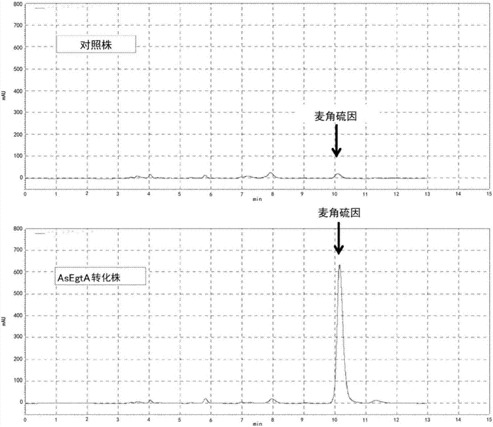 Transformed fungus having enhanced ergothioneine productivity and method for producing ergothioneine