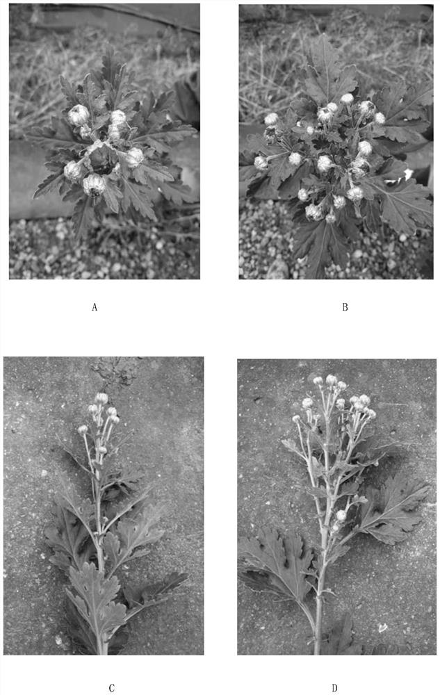 A kind of small chrysanthemum cultivation method based on topping technology