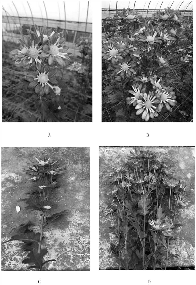 A kind of small chrysanthemum cultivation method based on topping technology