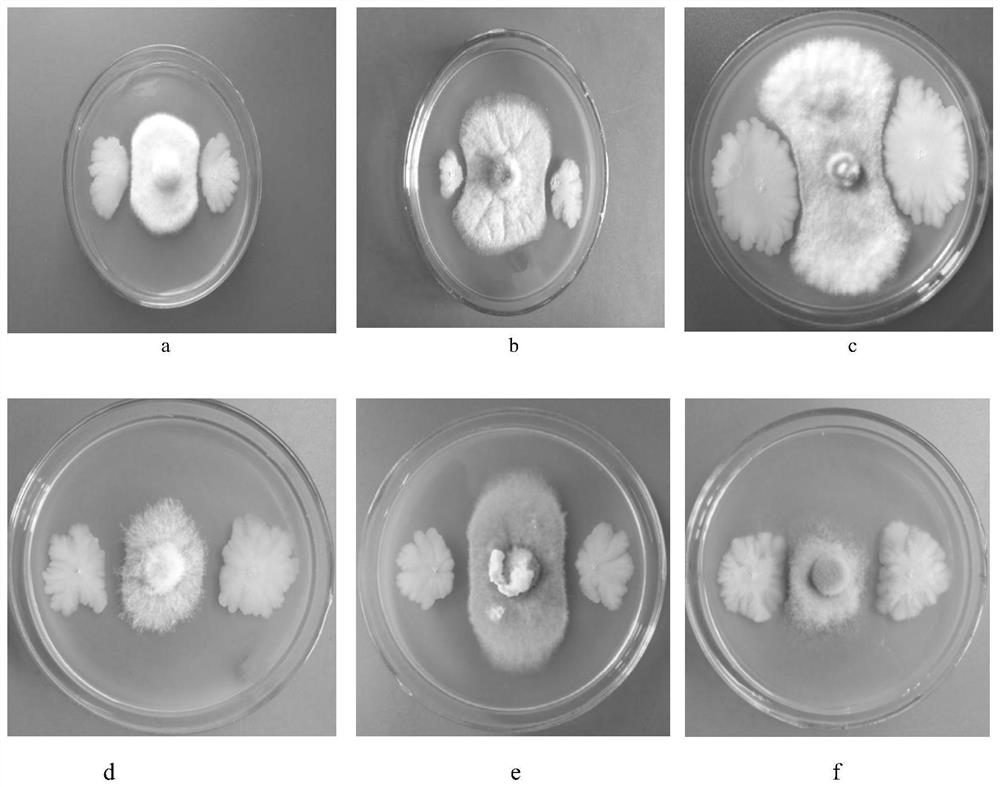 Preparation and application of a subspecies of Bacillus amyloliquefaciens plant and its agent