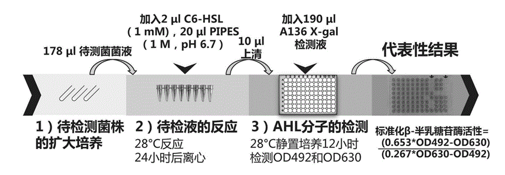 Method for detecting quorum sensing quenching bacterial strain