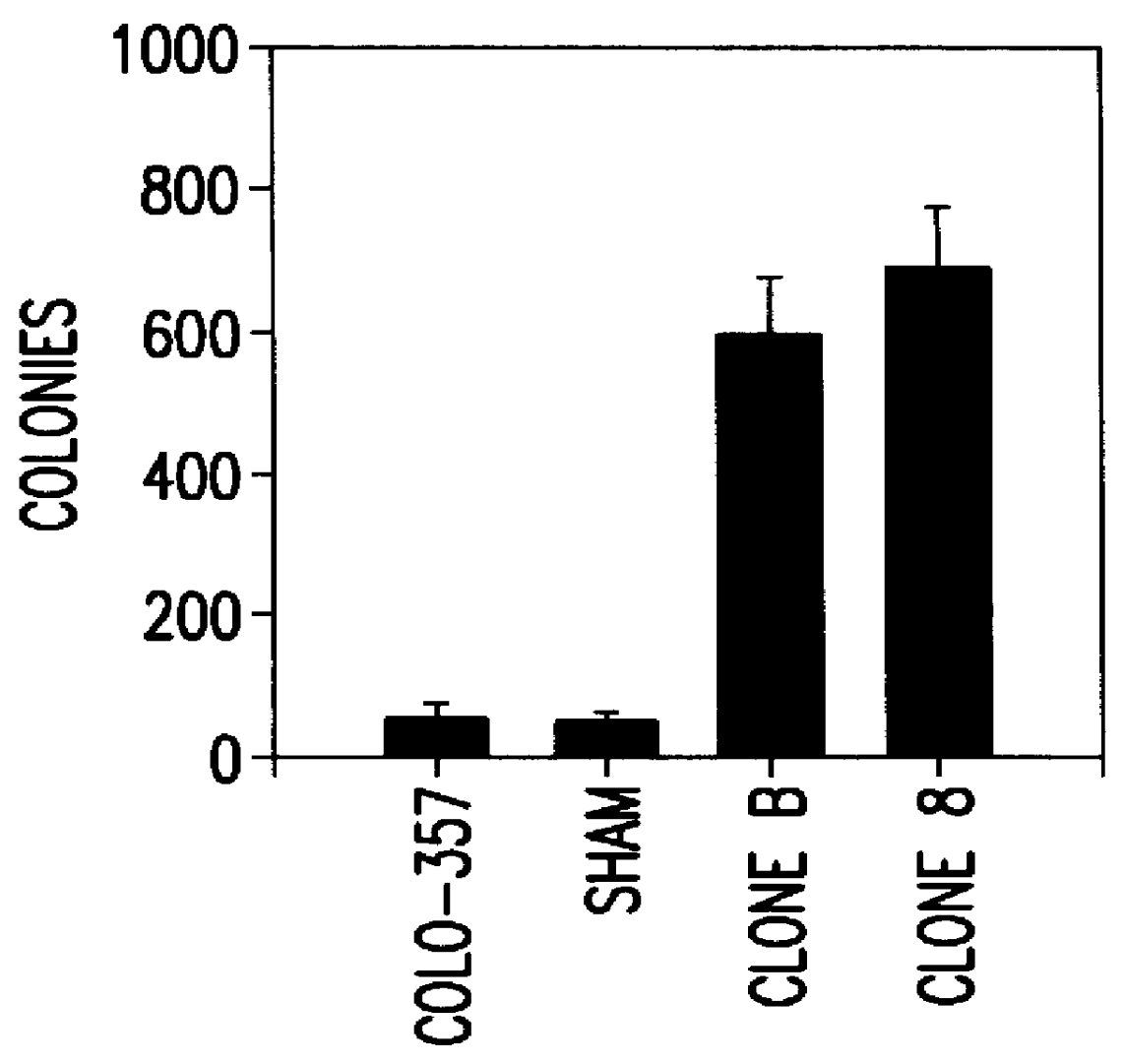 Compositions and methods for the treatment and diagnosis of cardiovascular disease