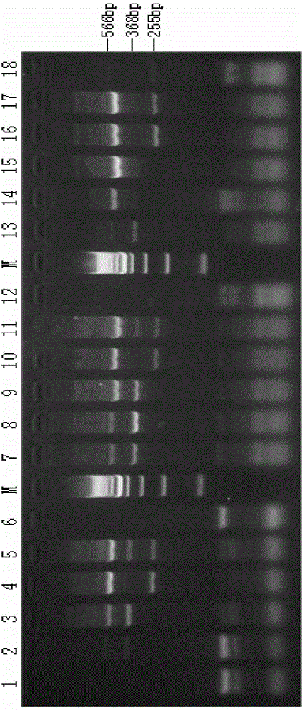 Kit for detecting SLC26A4 gene mutation and application of kit