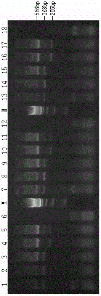 Kit for detecting SLC26A4 gene mutation and application of kit