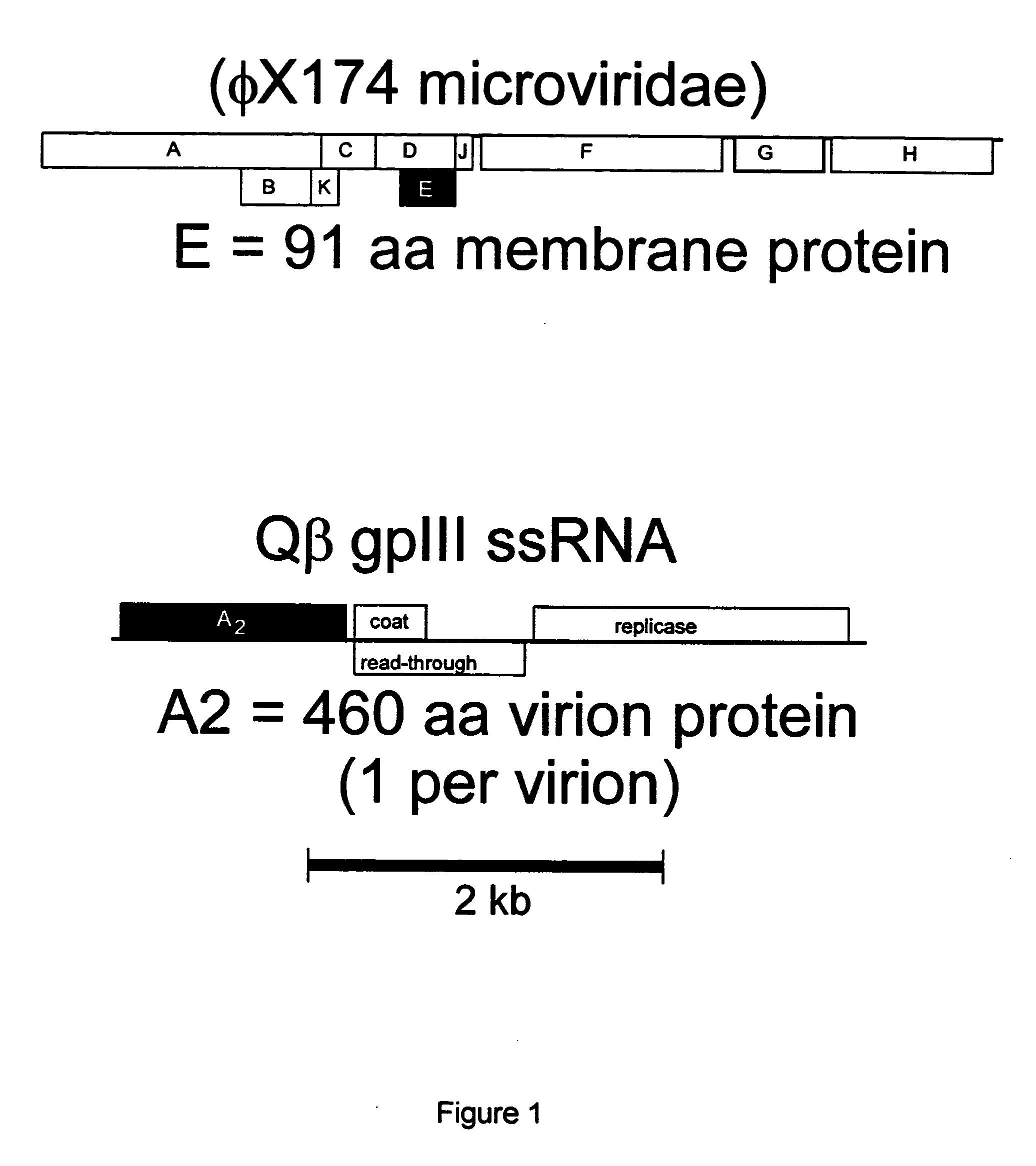 Antibiotics based upon bacteriophage lysis proteins