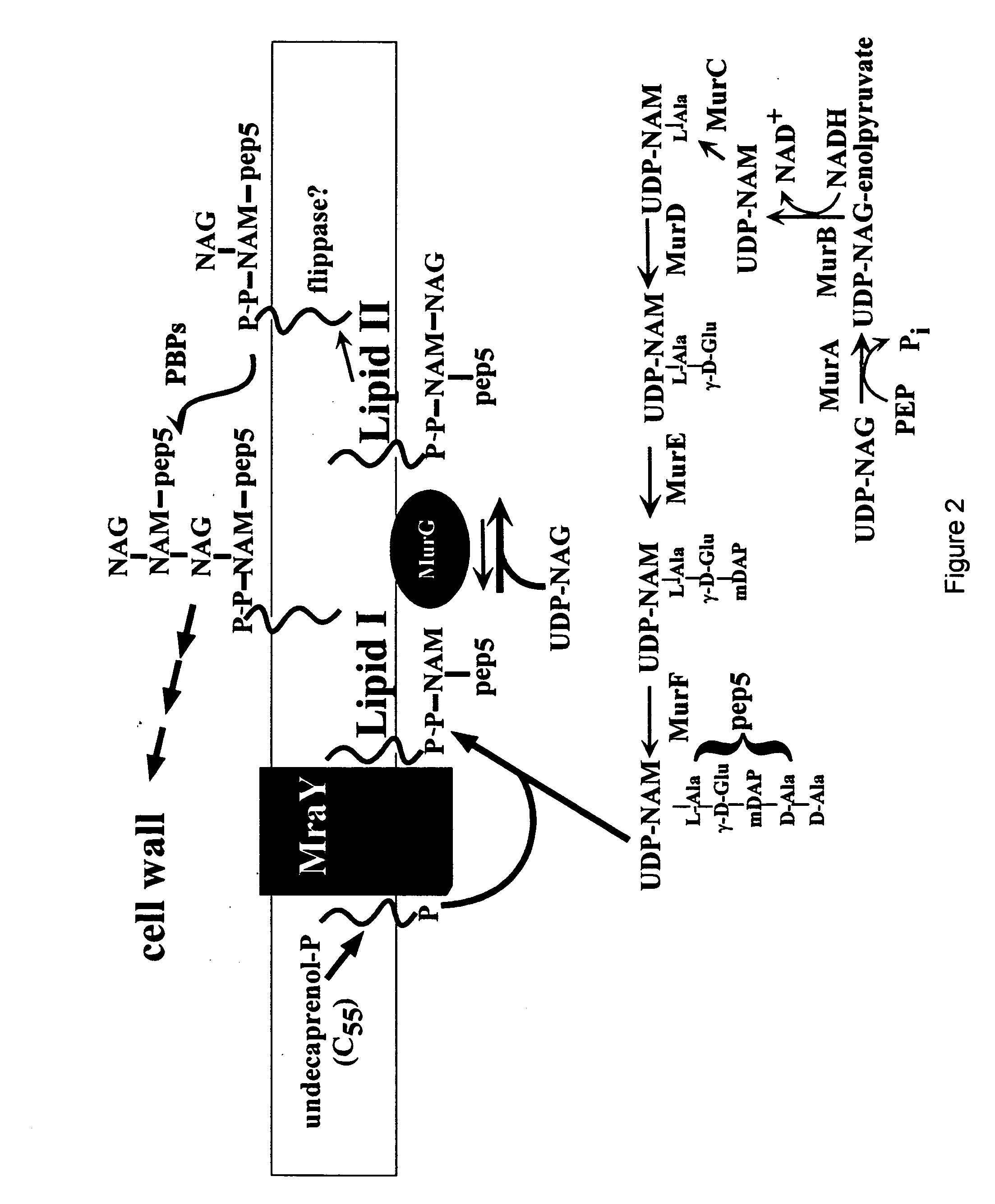 Antibiotics based upon bacteriophage lysis proteins