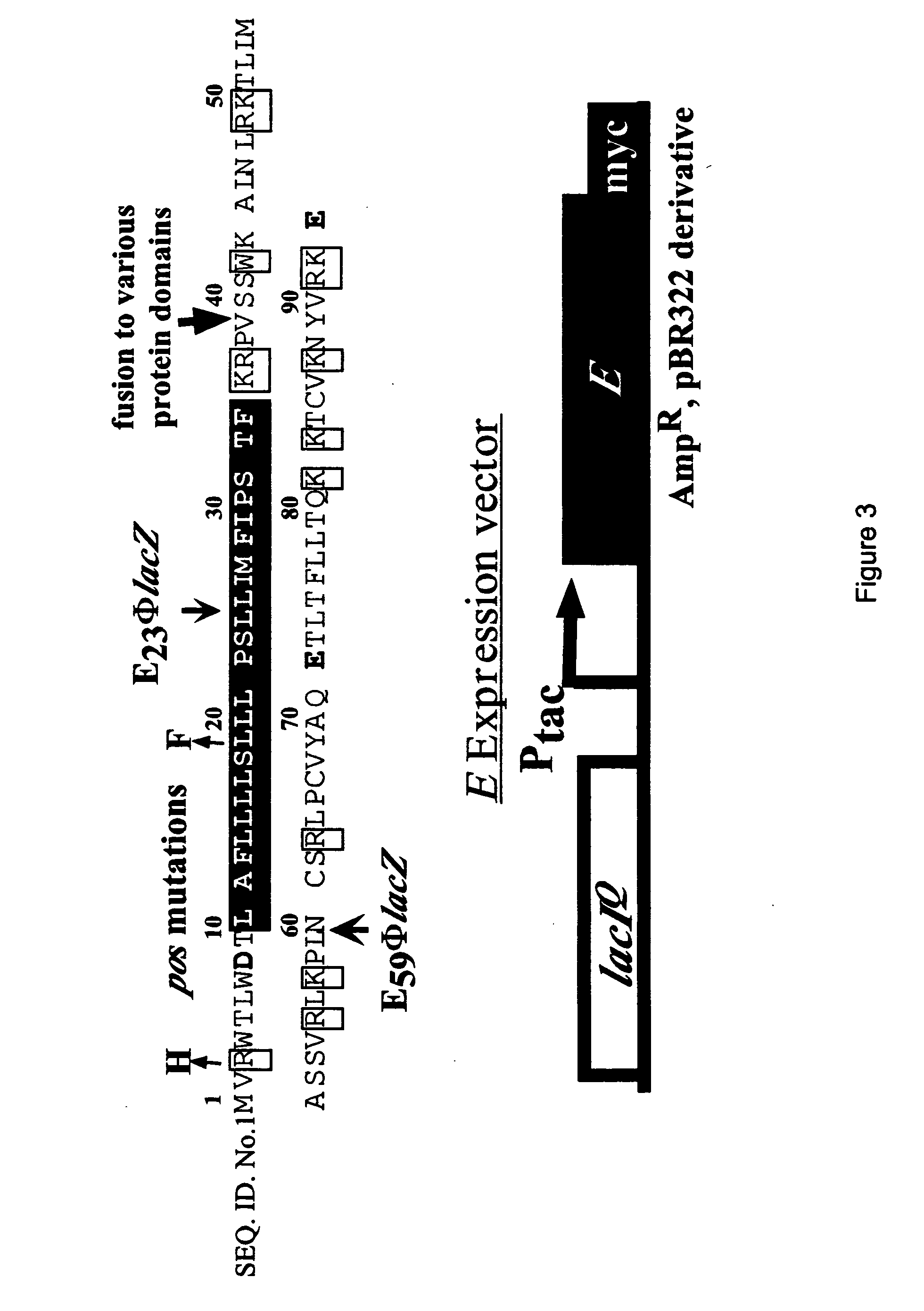 Antibiotics based upon bacteriophage lysis proteins