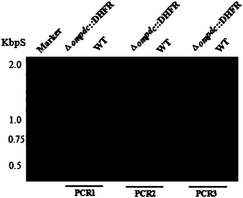 Toxoplasma gondii attenuated live vaccine with deficiency of OMPDC and LDH1 genes