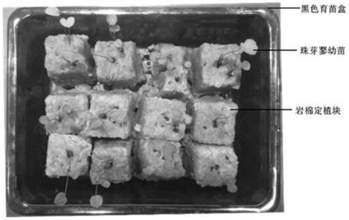 Polygonum viviparum hydroponics nutrition liquid and polygonum viviparum hydroponics method