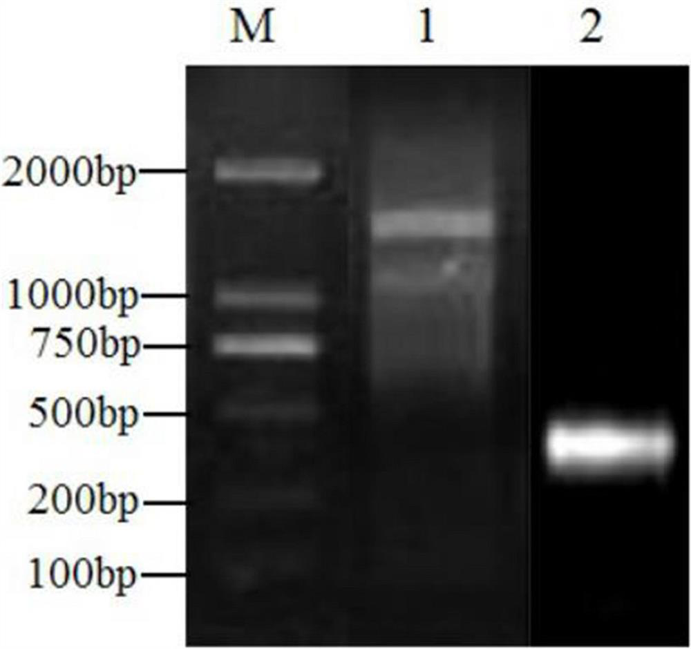 A wheat gene for improving plant scab resistance and its application