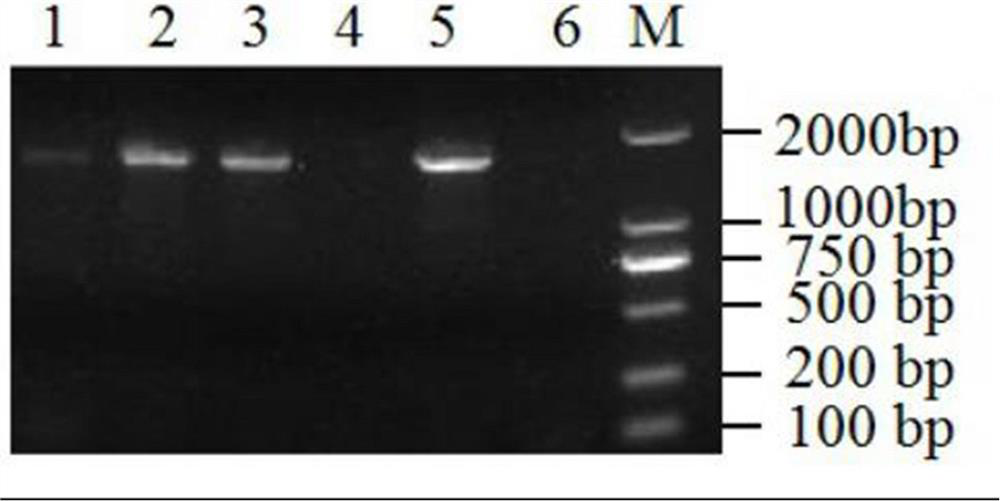 A wheat gene for improving plant scab resistance and its application