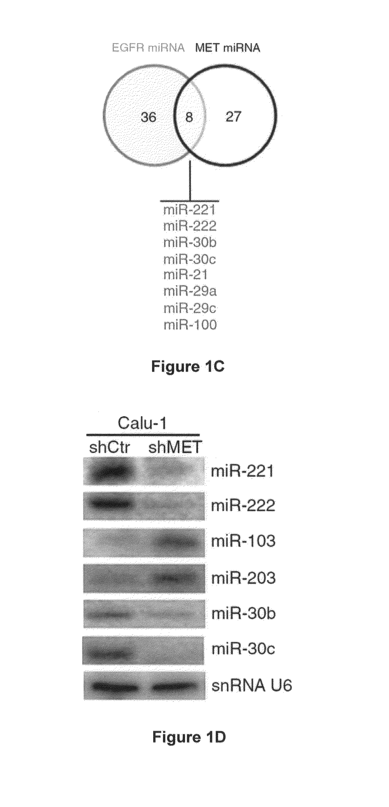 MiRNAs Useful to Reduce Lung Cancer Tumorigenesis and Chemotherapy Resistance and Related Compositions and Methods