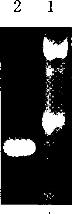 Helicobacter pylori viable bacteria carrier vaccine and special recombination bacteria thereof