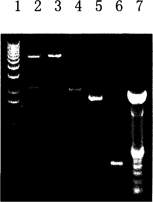 Helicobacter pylori viable bacteria carrier vaccine and special recombination bacteria thereof