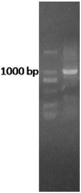 Improved transaminase and application thereof in preparation of (R)-3-aminobutanol