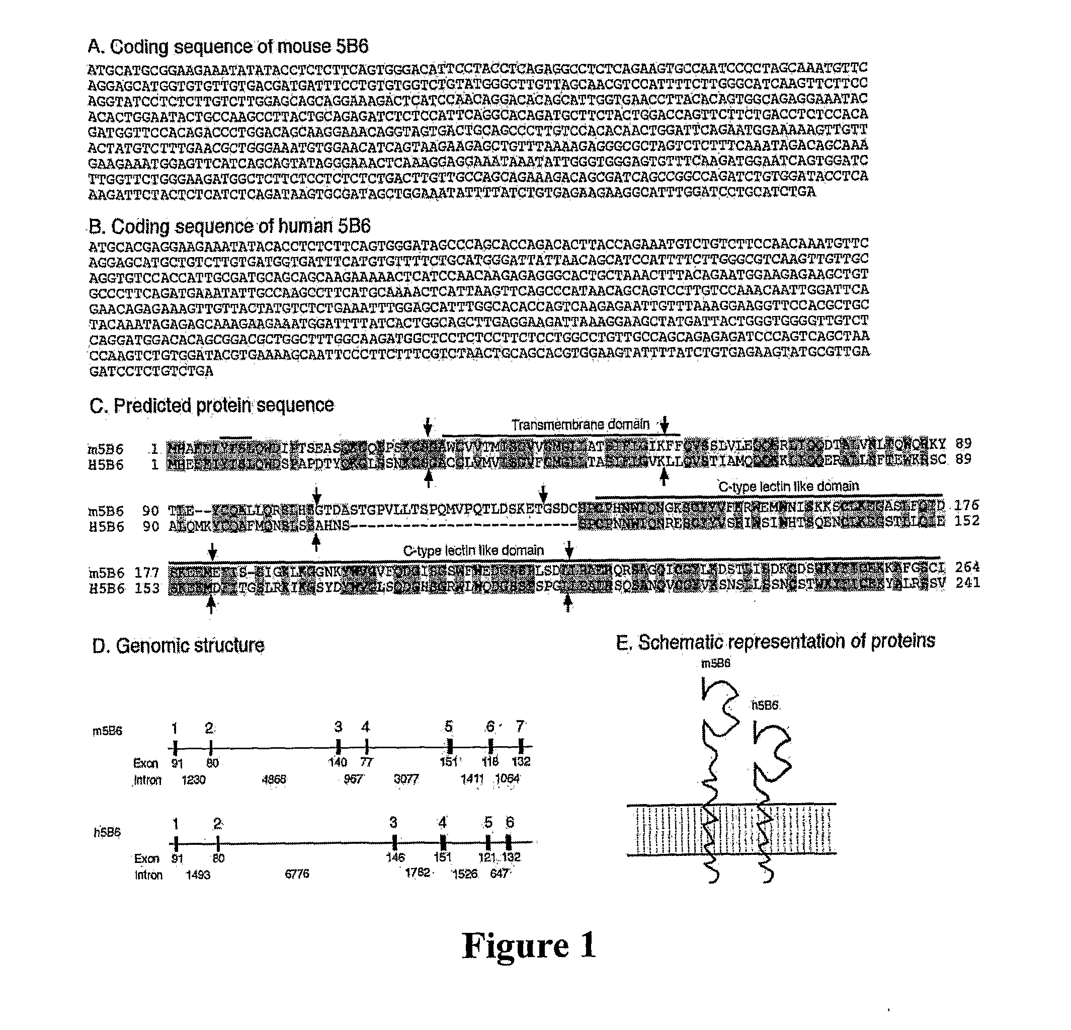 Methods of Detecting Cells with a Disrupted Cell Membrane, Cells Infected with A Pathogen, Dying Cells or Dead Cells