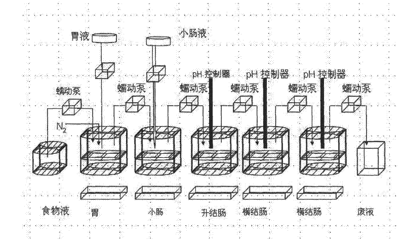 Simulator for reappearance of human gastrointestinal tract and microbial ecosystem in vitro