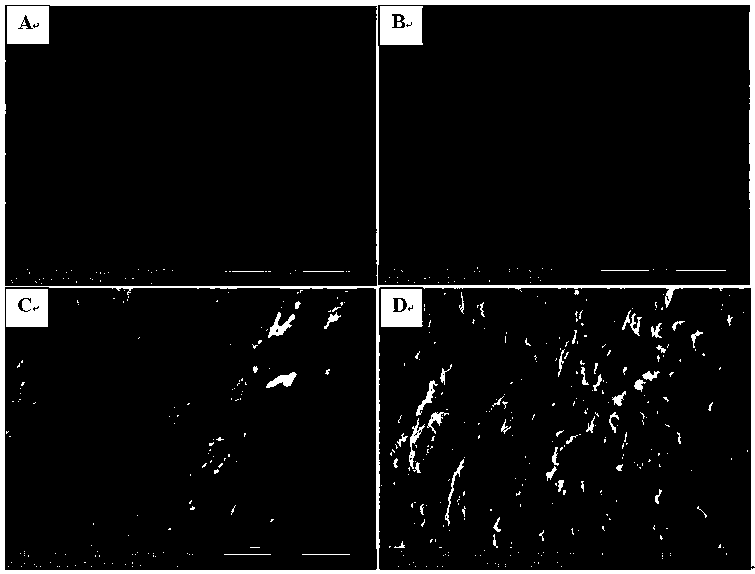 Preparation method of cellulose nanocrystal/graphene/polyvinyl alcohol aerogel